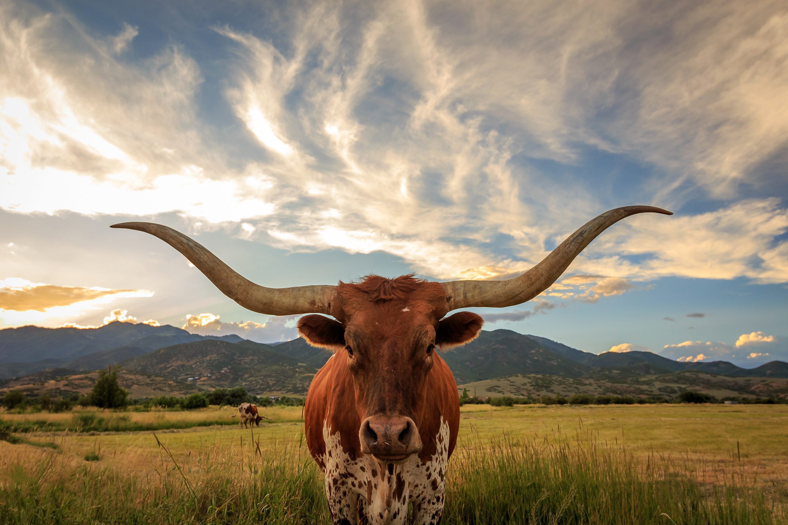 Microsoft Teams in Texas Technologies